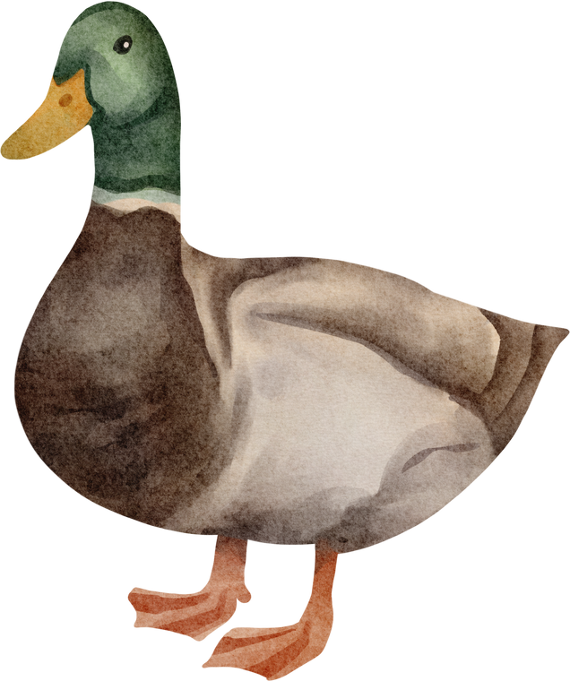 watercolor duck